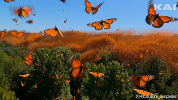Aerial drone footage captures an epic-scale monarch butterfly migration event. Millions of oran…