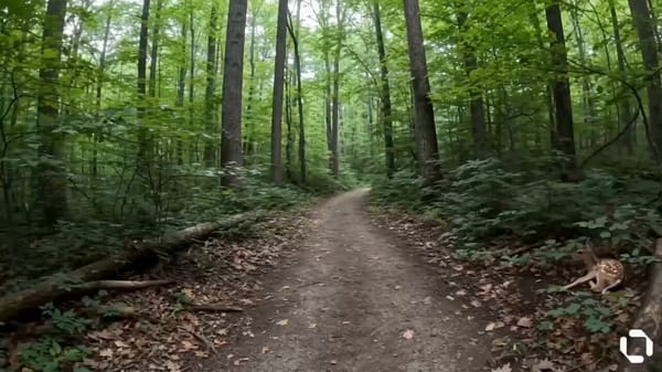 POV shot walking through a quiet forest, soft ambient sounds. You hear a faint cry — camera tur…