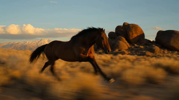 Single continuous shot. A wild mustang gallops freely across a vast desert plain at golden hour…