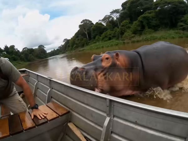 0s–2s (HOOK — FIRST IMPACT) Camera already ON the boat mid-turn. A MASSIVE HIPPO slams THROUGH…