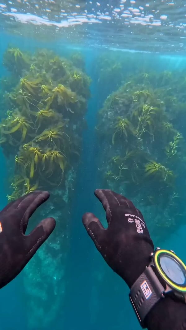VISUAL STYLE: Live-action documentary realism, crisp underwater clarity fading into oppressive…