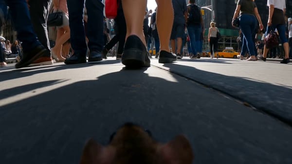 POV: You're a rat walking down Fifth Avenue in New York. GoPro found footage prompt example