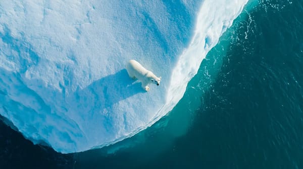 Top-down vertical aerial drone photography of a Polar Bear on an iceberg looking up at the drone, b… prompt example