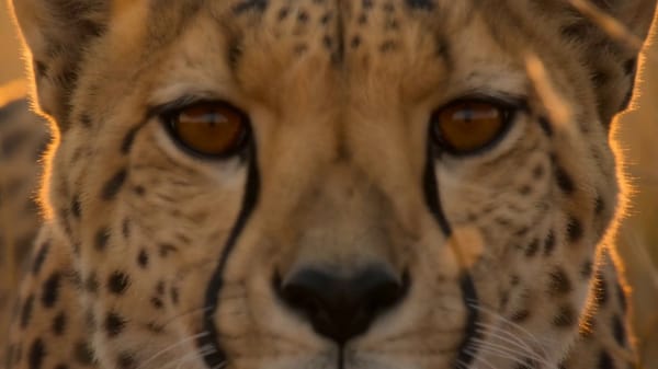 【风格】国家地理非洲野生动物纪录片（National Geographic African Wildlife），4K超清，超长焦摄影（800mm Telephoto），高速追踪车拍摄（Tra…