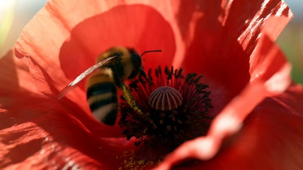A single continuous camera move, from a tiny bee collecting nectar to an endless flower field,…