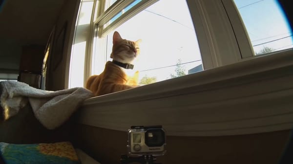 Main subject: Realistic orange tabby house cat, young adult, sleek athletic build, soft orange fur… prompt example