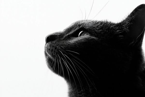 Fine art black and white portrait photography, side profile of a [Subject], head tilted forward…