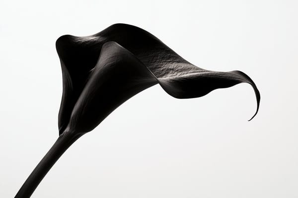 Fine-art black and white photograph of a [Subject], clean white background, high-key studio lig…