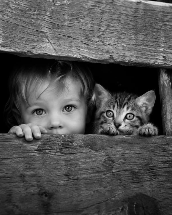 Black and white documentary photography, close-up shot, a little toddler and a tabby kitten hiding… prompt example